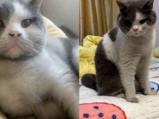 深圳住宅起火，宠物猫警觉唤醒全家逃生